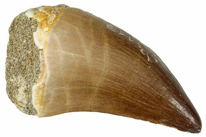 Fossil Mosasaur (Prognathodon) Tooth - Morocco #322674